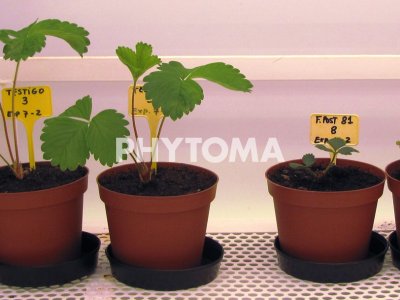 Enanismo producido en plantas de fresa inoculadas con F. solani